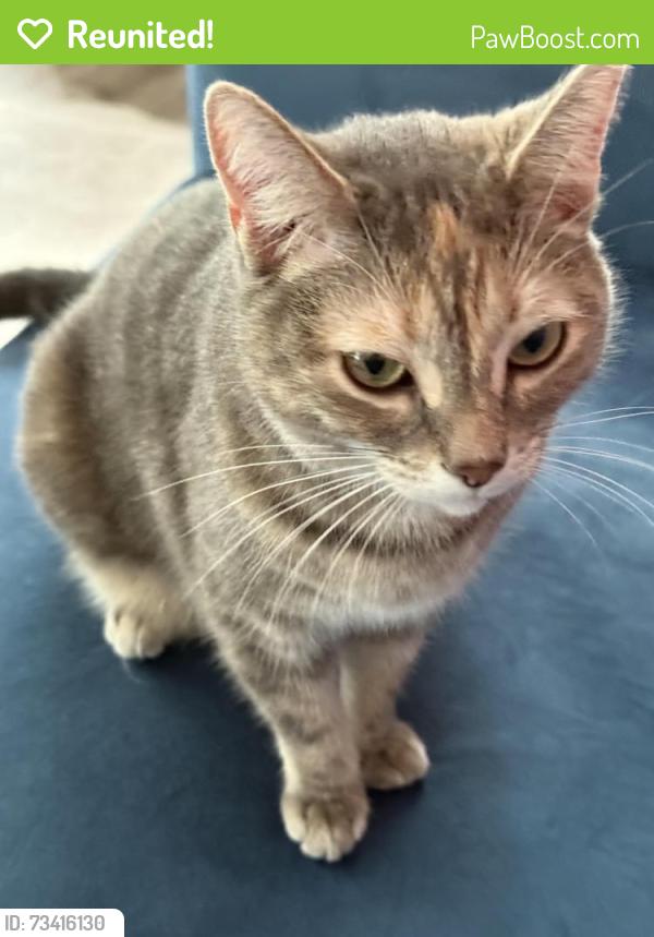 Reunited Female Cat last seen Blithewood Ave., Brierway Dr., Massasoit Rd., Worcester, MA 01604