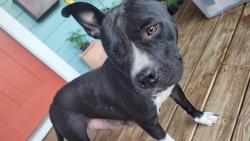 Lost Female Dog last seen Elizabeth and Primative, Durham, NC 27701