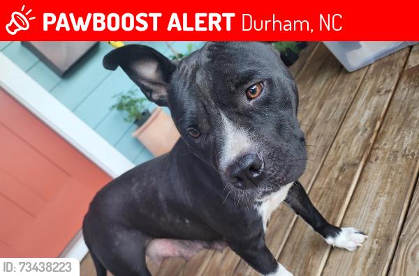 Lost Female Dog last seen Elizabeth and Primative, Durham, NC 27701