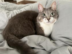 Reunited Male Cat last seen Near fairmount Ave. Jersey Cit, Jersey City, NJ 07306