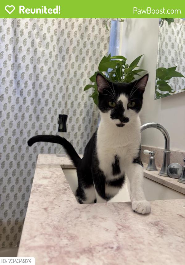 Reunited Male Cat last seen Eastern Ave/ city Terrence, Los Angeles, CA 90063