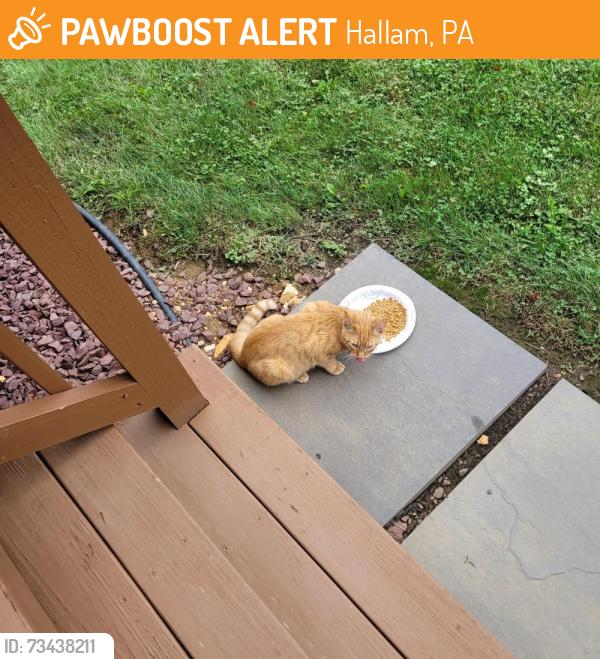 Found/Stray Unknown Cat last seen E. Beaver Street, Hallam, PA 17406