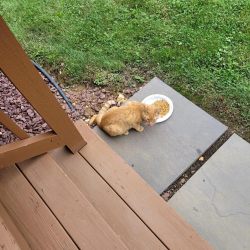 Found/Stray Unknown Cat last seen E. Beaver Street, Hallam, PA 17406