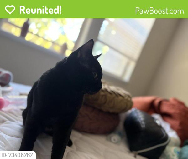 Reunited Male Cat last seen E Tabor, Fairfield, CA 94533