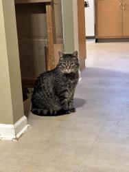 Reunited Male Cat last seen Near Dickinson Elementary, De Pere, WI 54115