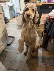 Lost Male Dog last seen Pridgen, Callaway, FL 32404