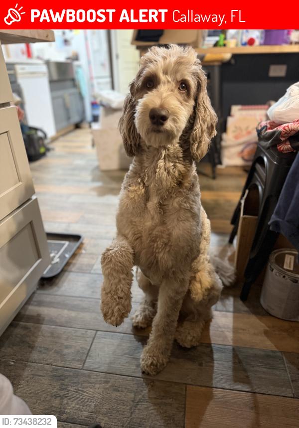 Lost Male Dog last seen Pridgen, Callaway, FL 32404