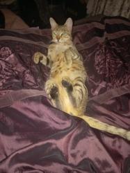 Lost Female Cat last seen Home, Highfield, England S2 4FD