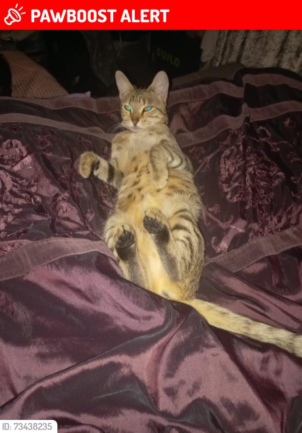 Lost Female Cat last seen Home, Highfield, England S2 4FD