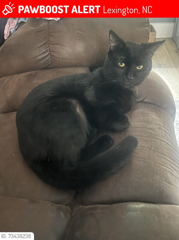 Lost Male Cat last seen Hwy 64 and Koontz Rd., Lexington, NC 27295