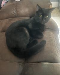 Lost Male Cat last seen Hwy 64 and Koontz Rd., Lexington, NC 27295