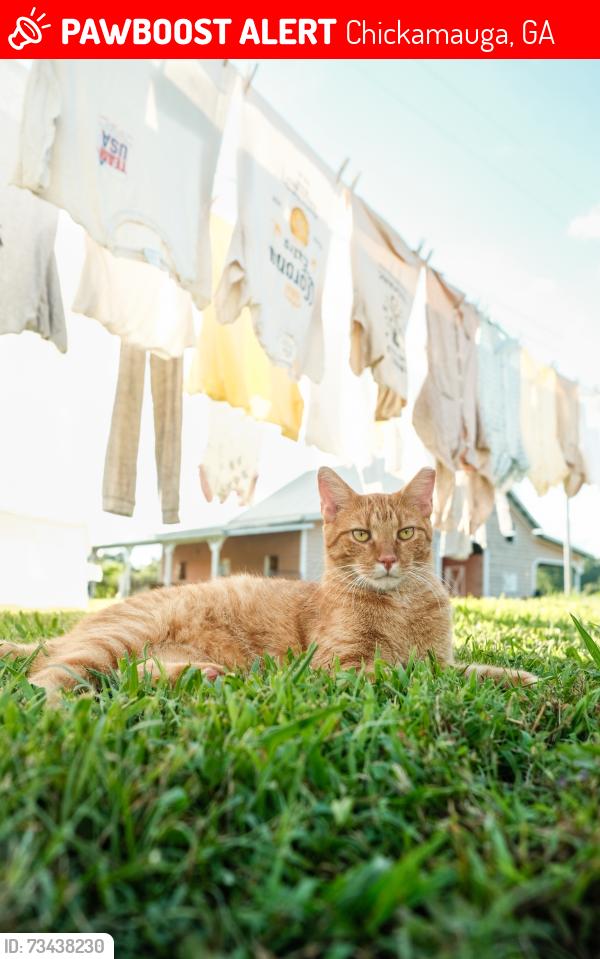 Lost Male Cat last seen Lowry Ln & Brock Rd, Chickamauga, GA 30707