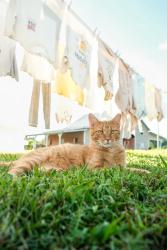 Lost Male Cat last seen Lowry Ln & Brock Rd, Chickamauga, GA 30707