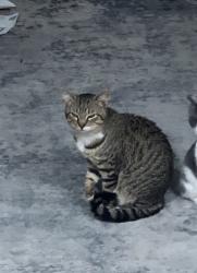 Reunited Male Cat last seen Hwy 64 and Koontz Rd., Lexington, NC 27295