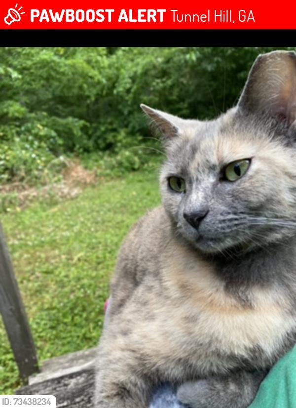 Lost Female Cat last seen U S Express Trucking Company, Tunnel Hill, GA 30755