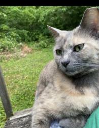 Lost Female Cat last seen U S Express Trucking Company, Tunnel Hill, GA 30755