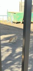Found/Stray Unknown Cat last seen Near Market street, Smithfield, Smithfield, NSW 2164