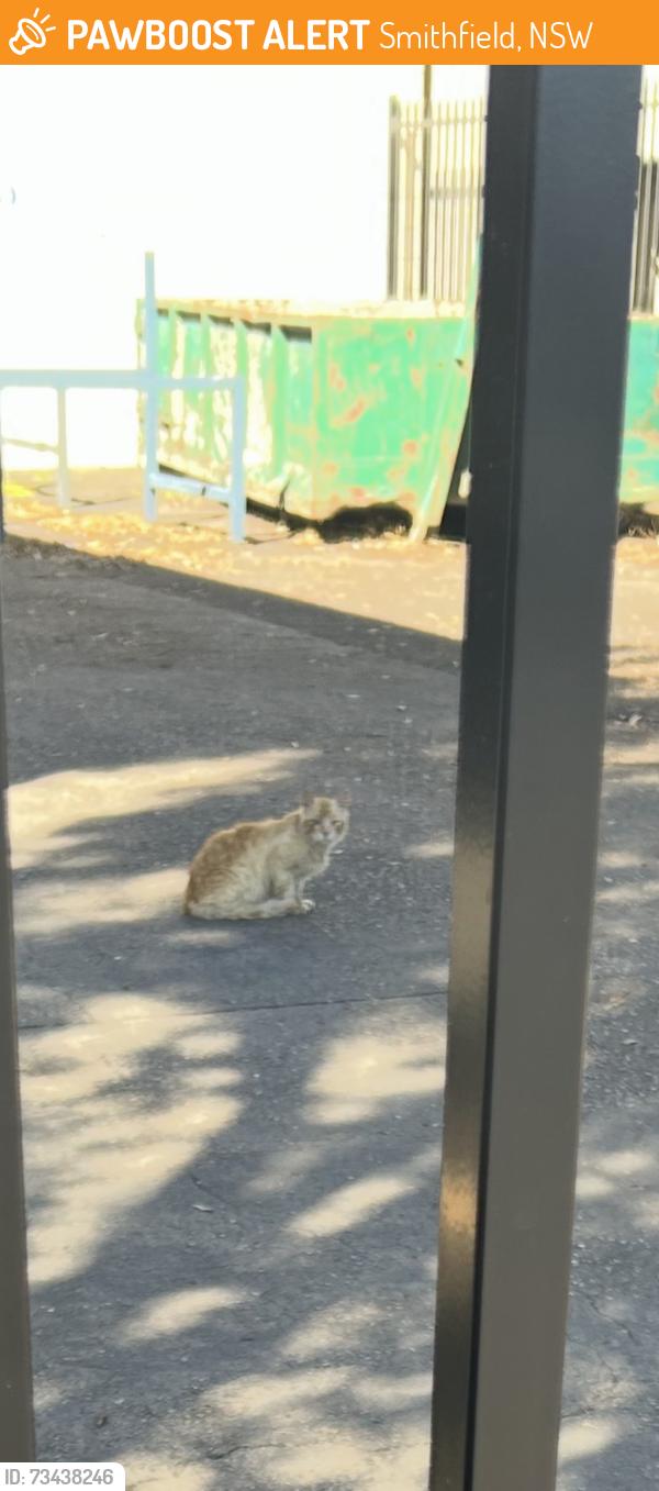 Found/Stray Unknown Cat last seen Near Market street, Smithfield, Smithfield, NSW 2164