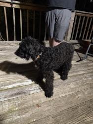 Found/Stray Male Dog last seen Duggins rd, Madison, NC 27025