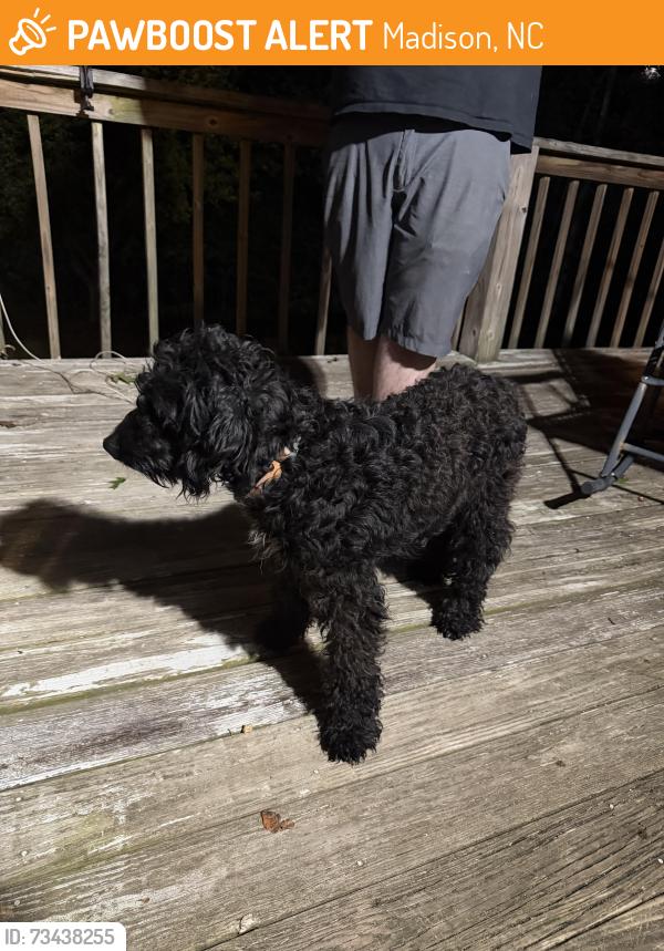 Found/Stray Male Dog last seen Duggins rd, Madison, NC 27025