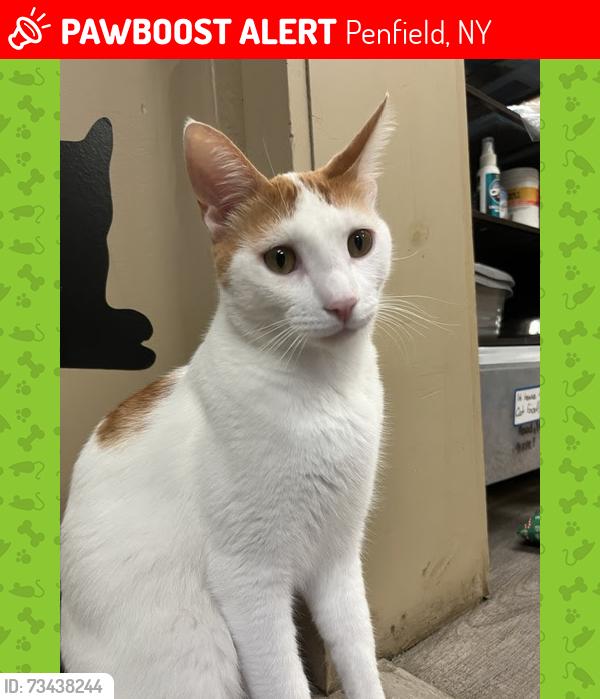 Lost Male Cat last seen Winterset Drive, Penfield, NY 14625