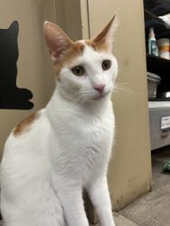 Lost Male Cat last seen Winterset Drive, Penfield, NY 14625