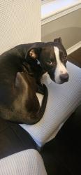 Found/Stray Female Dog last seen Chadbury Park Dr. & Whitebranch Ln, Kelliwood Gardens, TX 77450