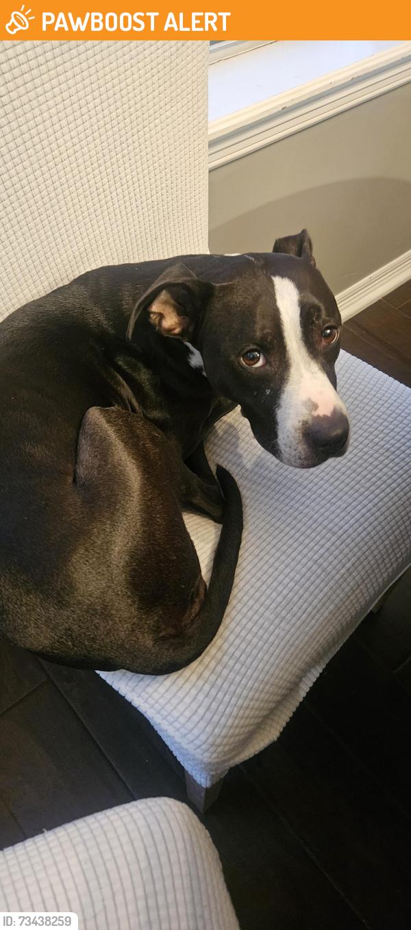 Found/Stray Female Dog last seen Chadbury Park Dr. & Whitebranch Ln, Kelliwood Gardens, TX 77450