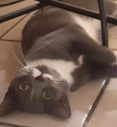 Reunited Female Cat last seen Creekside, Briarcliff Road, Bolingbrook, IL 60440