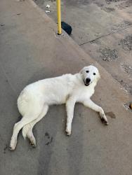 Found/Stray Unknown Dog last seen Homeland North May and Britton, Oklahoma City, OK 73120