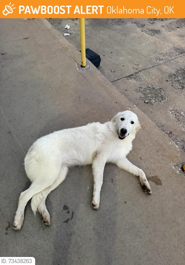 Found/Stray Unknown Dog last seen Homeland North May and Britton, Oklahoma City, OK 73120