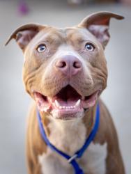 Shelter Stray Female Dog last seen Near Starline Dr, Decatur, GA 30032, 30032, GA, 3280 Chamblee Dunwoody Rd, Chamblee, GA 30341, USA