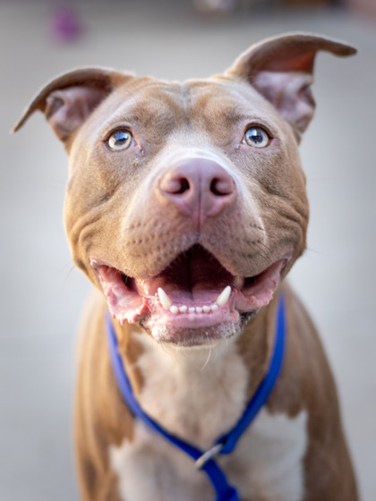 Shelter Stray Female Dog last seen Near Starline Dr, Decatur, GA 30032, 30032, GA, 3280 Chamblee Dunwoody Rd, Chamblee, GA 30341, USA