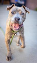 Shelter Stray Male Dog last seen Near Medena Way Lithonia, 30038, 30038, GA, 3280 Chamblee Dunwoody Rd, Chamblee, GA 30341, USA