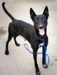 Shelter Stray Female Dog last seen Ball Park Dr, Tucker, GA 30084, 30084, GA, 3280 Chamblee Dunwoody Rd, Chamblee, GA 30341, USA