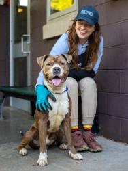 Shelter Stray Male Dog last seen , , GA, 3280 Chamblee Dunwoody Rd, Chamblee, GA 30341, USA