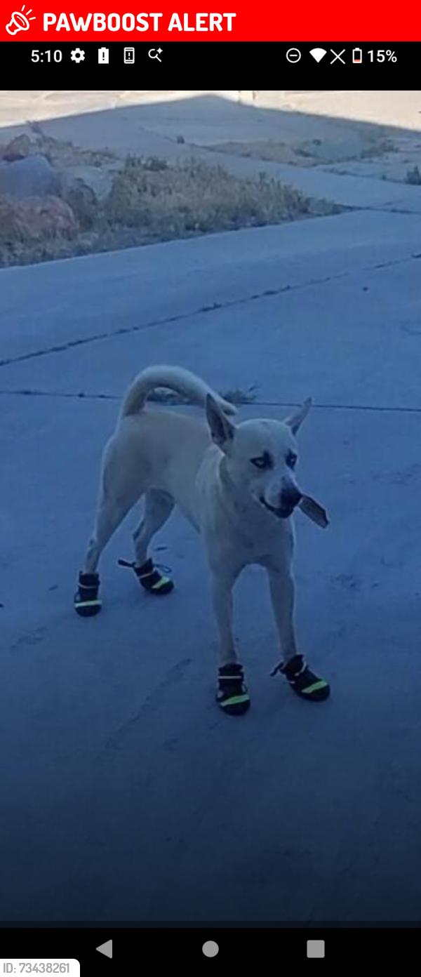 Lost Male Dog last seen Dasy and alton pl, San Bernardino County, CA 92301