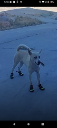 Lost Male Dog last seen Dasy and alton pl, San Bernardino County, CA 92301