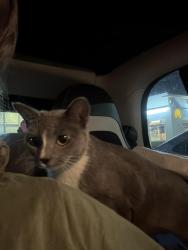 Found/Stray Female Cat last seen Big Wave Laundromat, Concord, CA 94520