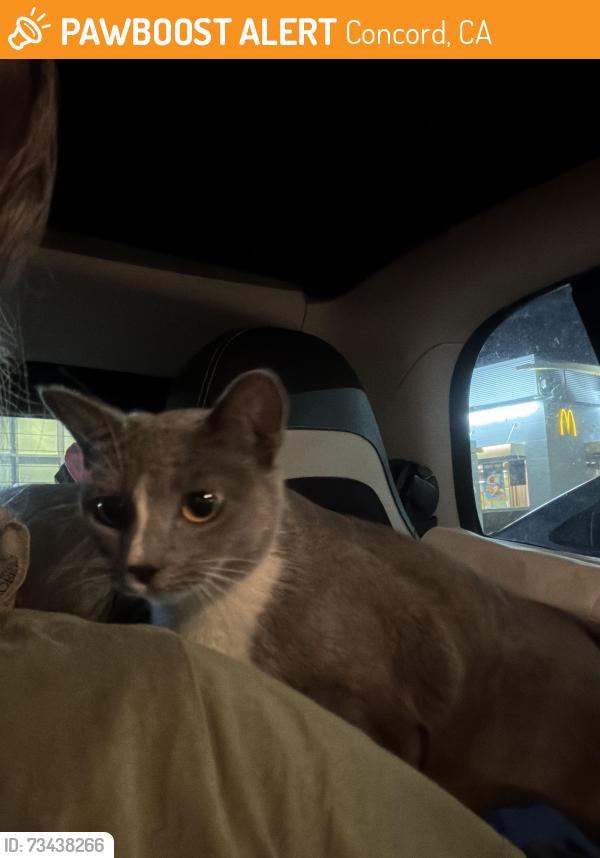 Found/Stray Female Cat last seen Big Wave Laundromat, Concord, CA 94520