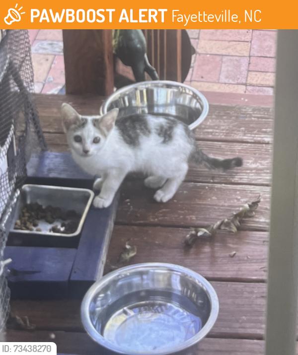 Found/Stray Unknown Cat last seen Morganton rd, Fayetteville, NC 28305