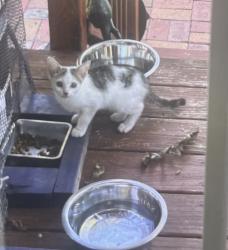 Found/Stray Unknown Cat last seen Morganton rd, Fayetteville, NC 28305