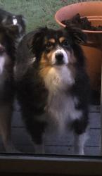 Lost Female Dog last seen Forest Mills area, Knoxville, TN 37932