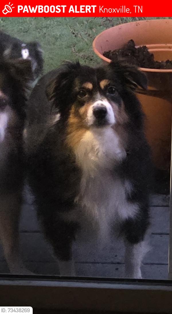 Lost Female Dog last seen Forest Mills area, Knoxville, TN 37932