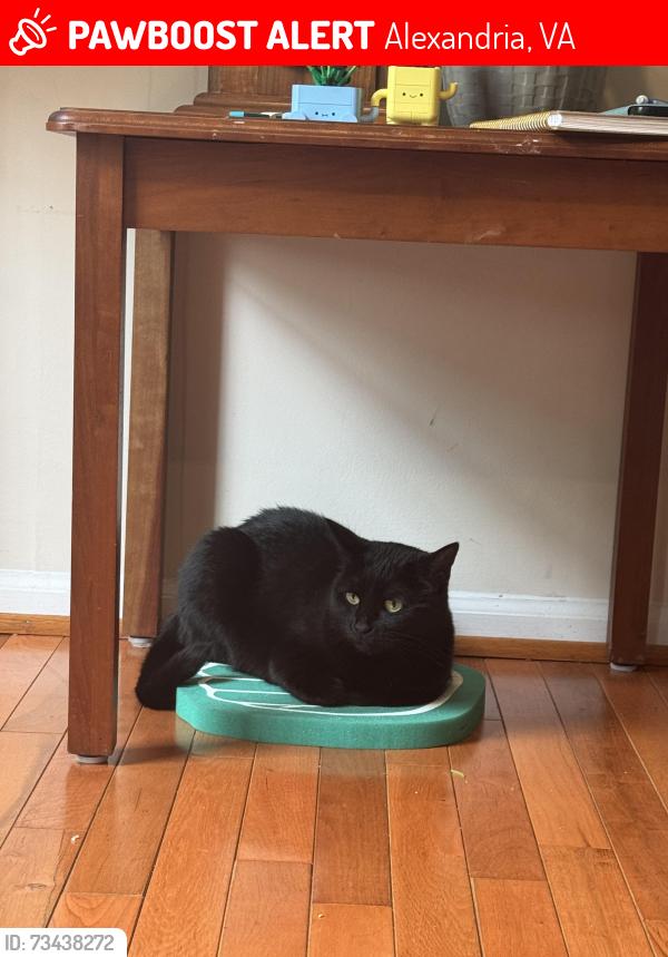 Lost Female Cat last seen Van Dorn and Franconia, Alexandria, VA 22310
