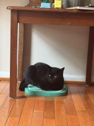 Lost Female Cat last seen Van Dorn and Franconia, Alexandria, VA 22310