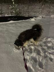 Reunited Female Dog last seen John Adam’s middle school, Rochester, MN 55901