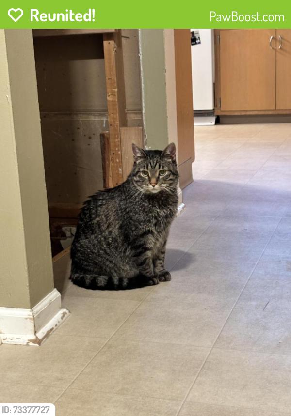 Reunited Male Cat last seen Near Dickinson Elementary, De Pere, WI 54115