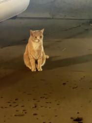 Found/Stray Unknown Cat last seen 13th and Lincoln, Ogden, UT 84404
