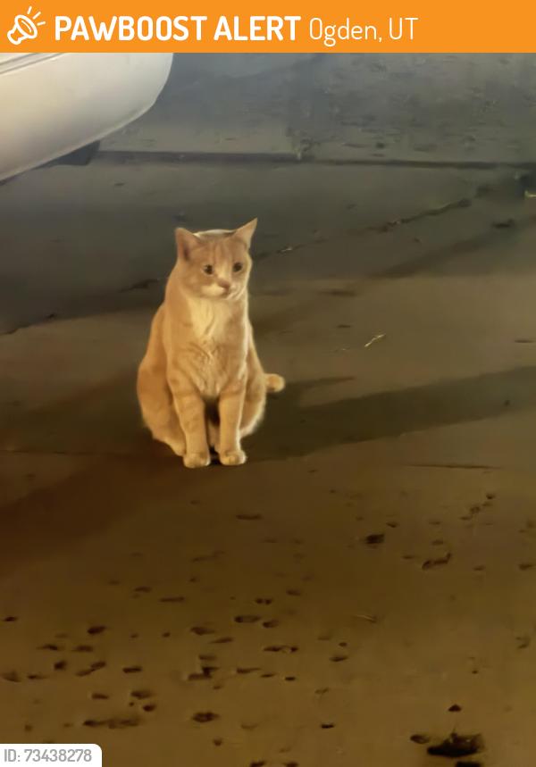 Found/Stray Unknown Cat last seen 13th and Lincoln, Ogden, UT 84404